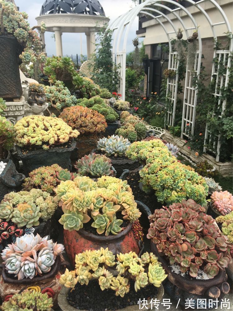 花草|历时一年，在31楼打造300㎡“屋顶花园”，如今美成了仙境