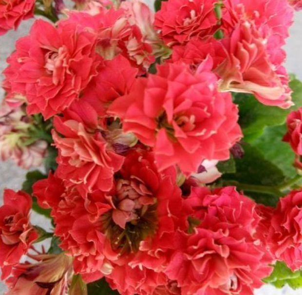 春天已到,这几款花卉养在家里,花开媲美玫瑰,花朵姿态万千,美