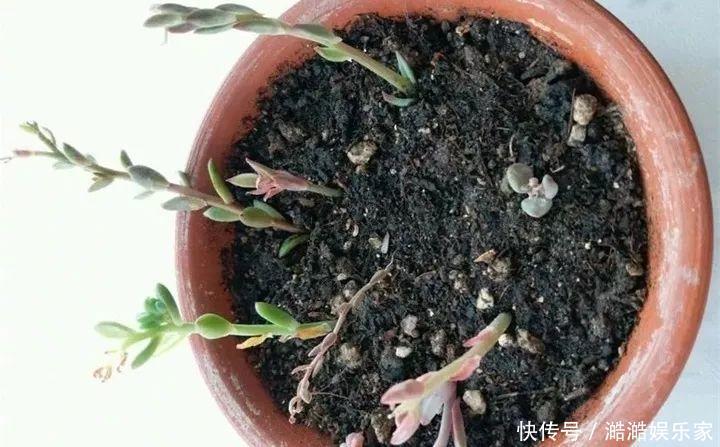 扦插|多肉长花箭被他剪断插土里,7天就生根!