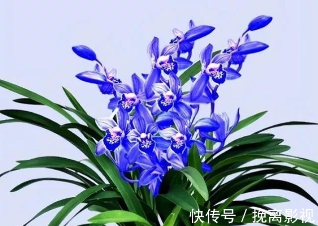 怎么样让家里充满香味？