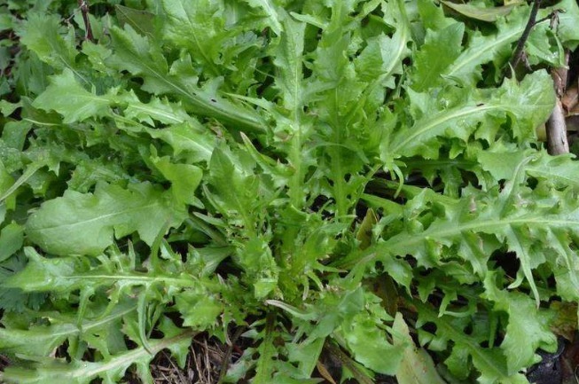 醋溜菜|女生想要抗衰老，以下几种野菜可常吃，清热解毒，更好保护身体