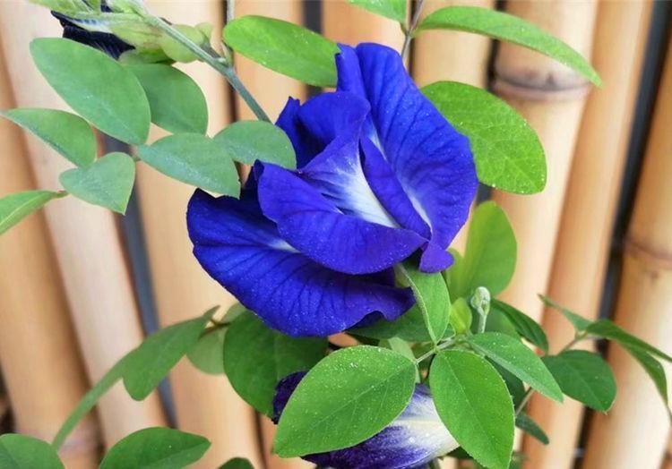 满屋|农历7月17号起,最适合养这些花,耐旱易打理,满屋飘香