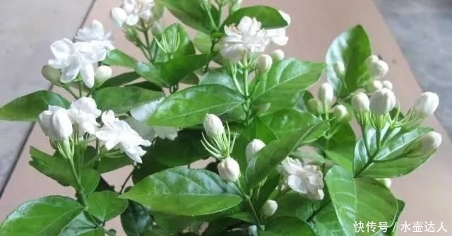 养殖|新买茉莉花猛掉花苞?赶快去做好这3点,新叶长得快,花开得多