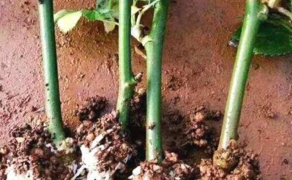 这三种花不用等,现在扦插越热生根越快,再晚又要等到明年了