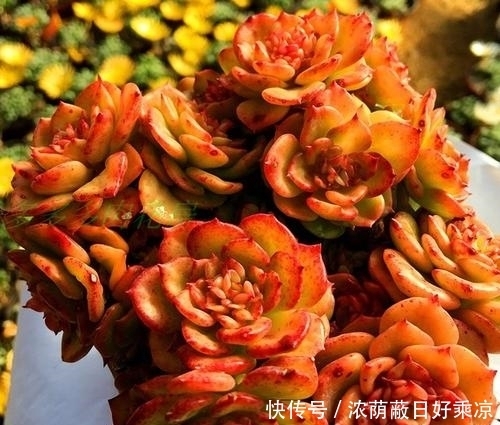 1月做好4件事,多肉开春多冒芽,养成群生肉墩子!