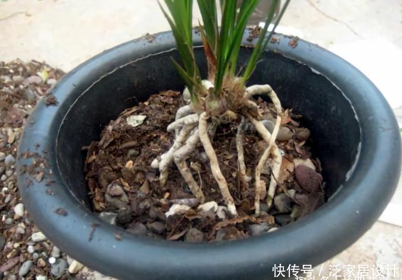 叶基|兰花度夏，“两腐”是大难题，6招预防3招治疗，小心谨慎过夏天