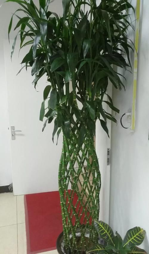 寒潮来袭，10种花最怕冷，抓紧搬回屋，不然只剩盆！