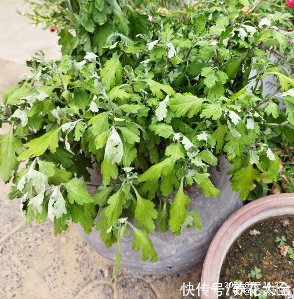 秋天|快死的花别丢掉,找对方法补救一下,还能重焕生机