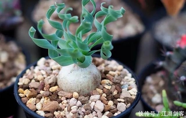 家里养几盆弹簧草,叶子卷曲似弹簧,清新雅致、个性十足