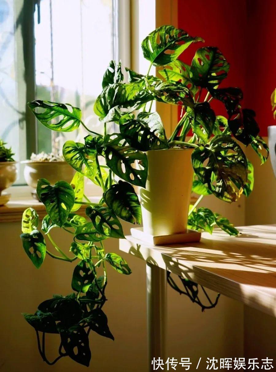 非洲堇|这花送人,只用送一片叶子,插土就活不心疼!