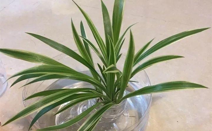 吊兰老是黄叶干尖,不如薅出来扔水盆里,一周生出一圈小吊兰!