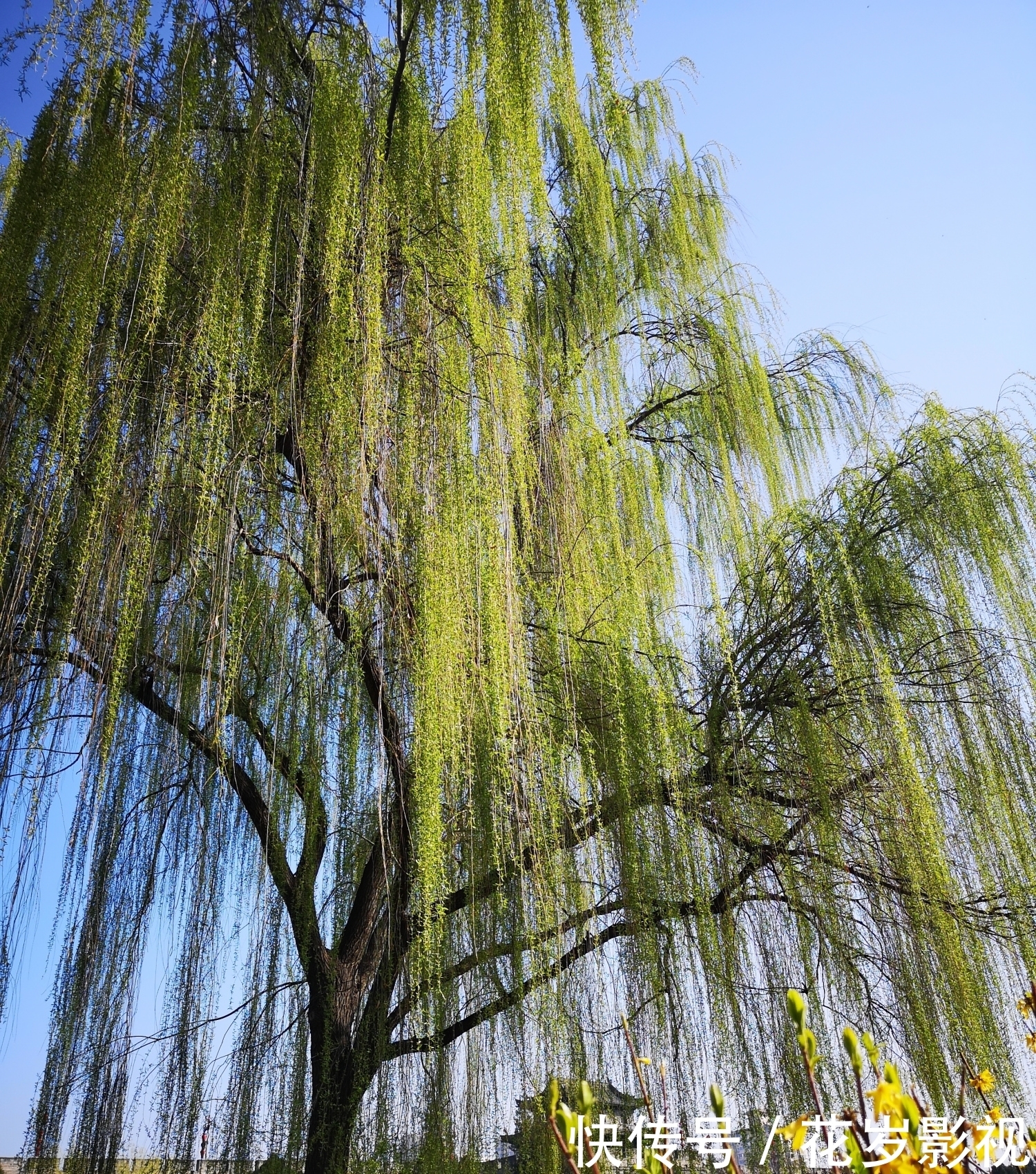 莺啼岸畔柳成条，飘逸柔姿舞细腰