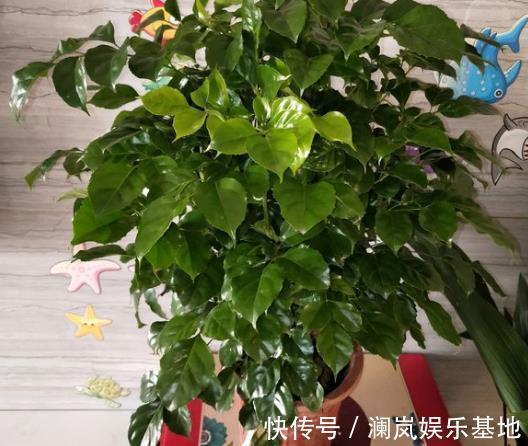 阳台上|3种“转运”树,再贵也要买1盆,放在客厅,有“保安康”的寓意!