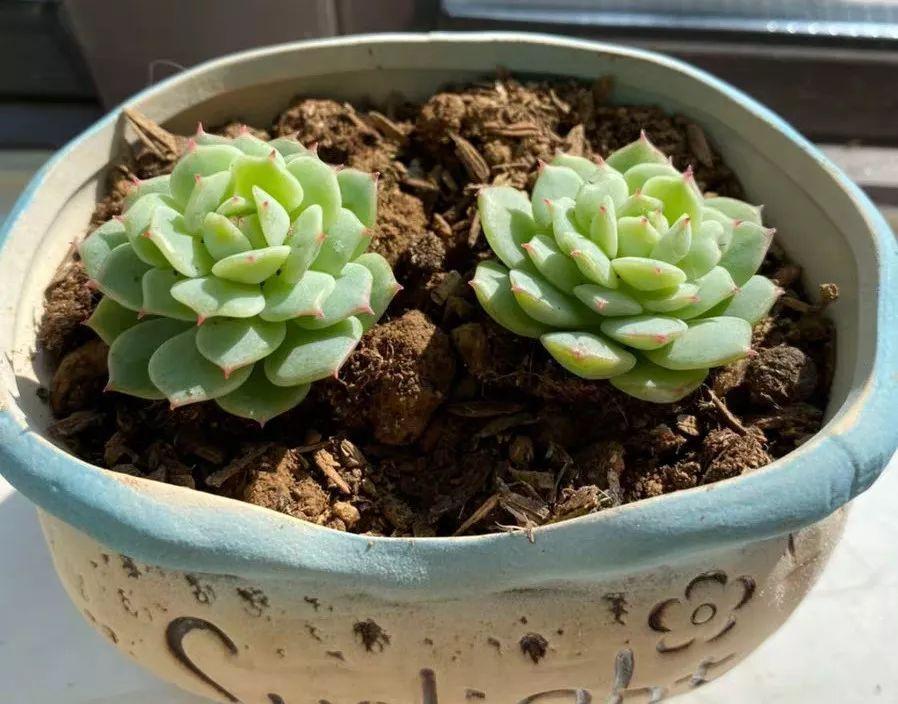 他家养的多肉盆栽，一棵能冒8个头，半年疯长100盆绿植