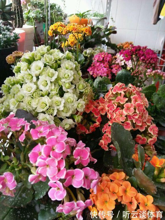 红掌|7种“吉利花”,家里养一盆,顺顺当当又漂亮,养人又旺家