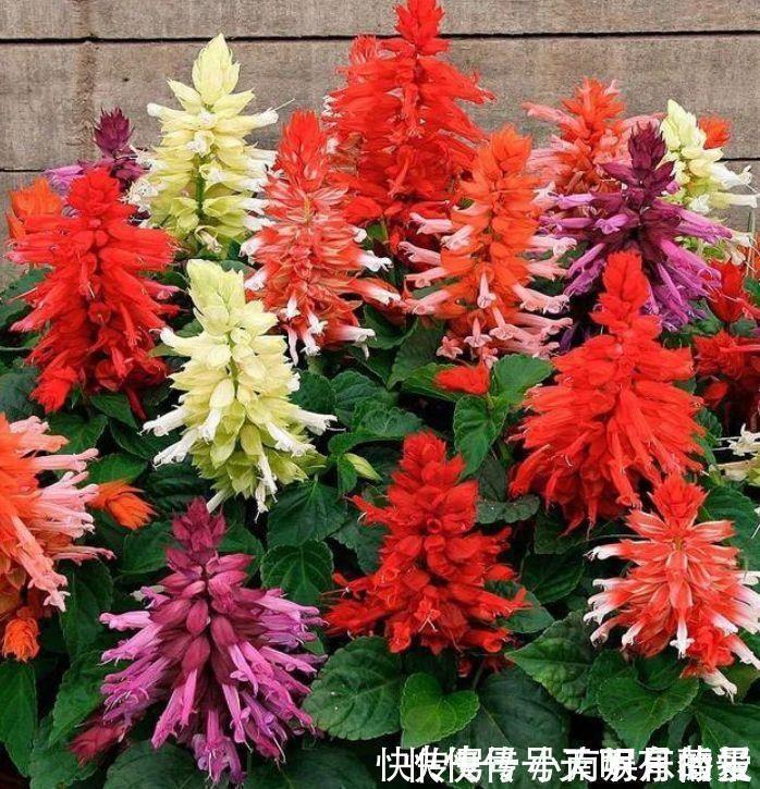 藤本|适合养在阳台的花卉,花开不断,花大色艳很漂亮