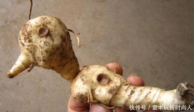 李时珍称它为“气血双补之王”,除风湿,强筋骨,润心肺,抗衰老!