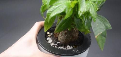 小窍门|不管多难养的花,浇水时加点它,不黄叶还不烂根,比花肥还好用