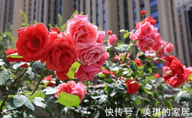 施肥|九月入手月季,赶紧做4点,上冻前还会再开花