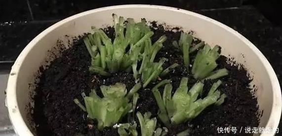 吊兰为什么要剃头?怎么剃?剃了怎么养?