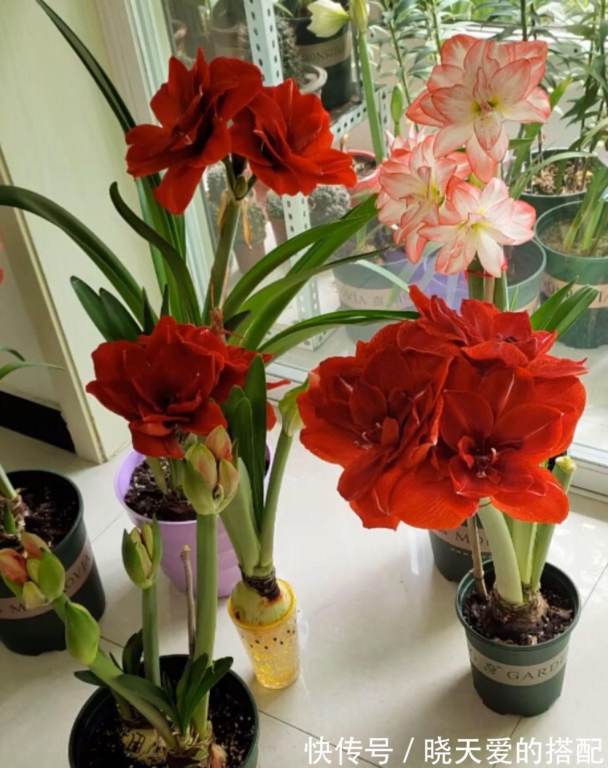 适合十月养的“14种花”，成活率高，能早日开花，喜欢别错过