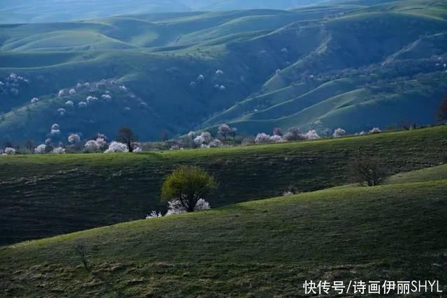 霍城大西沟花海拍摄记