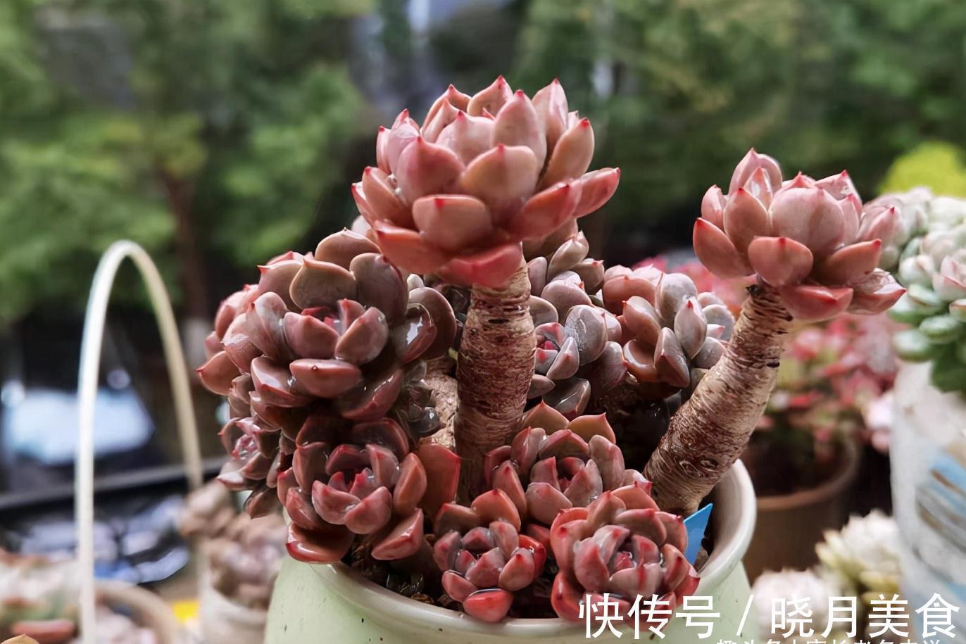 多肉红粉佳人看似普通,但我们要养出自信,因为它的老桩真的很美