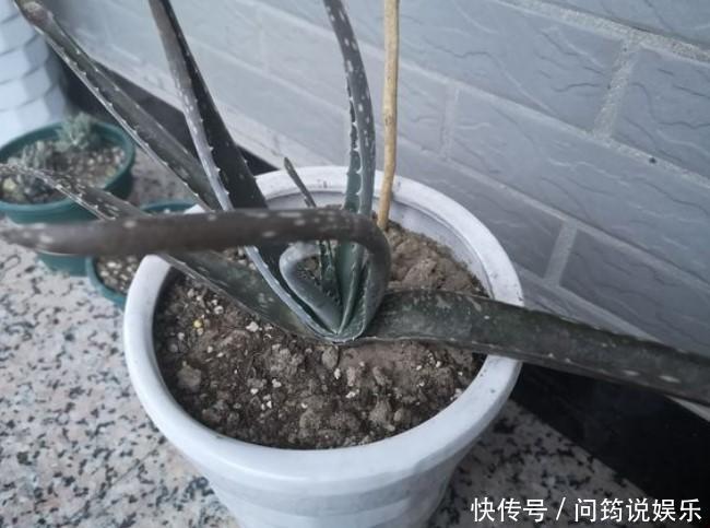 家中的芦荟出现卷叶,对症下药,叶子才会“膨胀”起来!