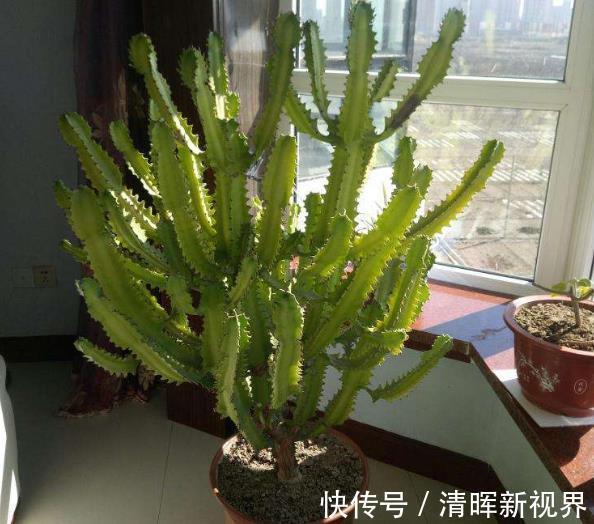 吊兰|好看的3种花，寓意“招财”，放客厅里很美，有钱人也爱养！