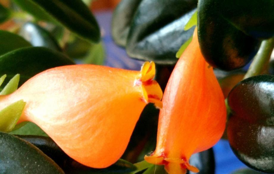 美极了|这款吊兰的花朵形似金鱼,风一吹,游来游去,美极了!