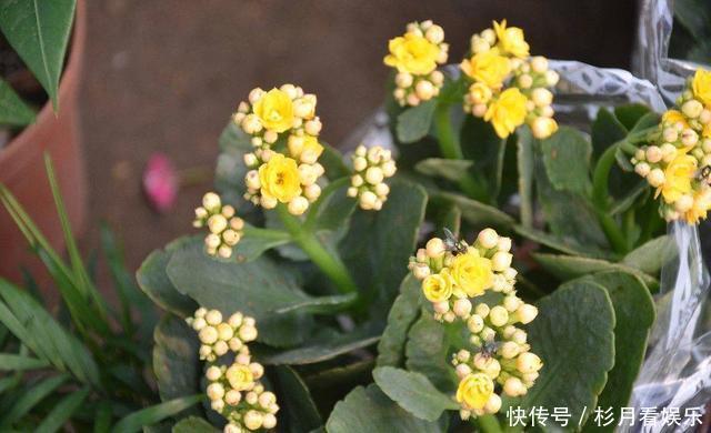 长寿花|长寿花“长寿”，这几点不注意，照样掉叶子整棵死翘翘