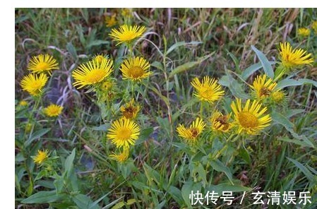 金佛草|一种开黄色花朵的中药材,非常容易辨认而且祛痰止咳效果明显
