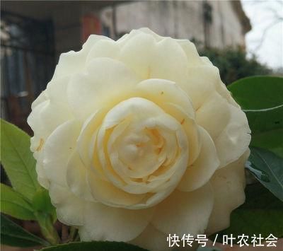 黄旗|此花是中国传统名花,颜值不输牡丹月季,是家庭盆栽佳品!