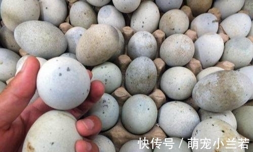 泥灰|买皮蛋时，看到这4种扭头就走的是聪明人，商贩也从不让家里人吃