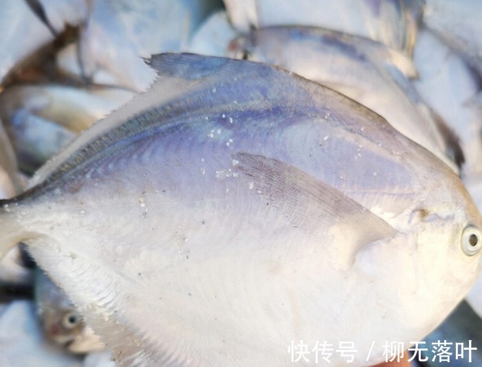 黄海|这7种海鱼，目前无法养殖，都是野生的，营养又好吃，价格还不贵！