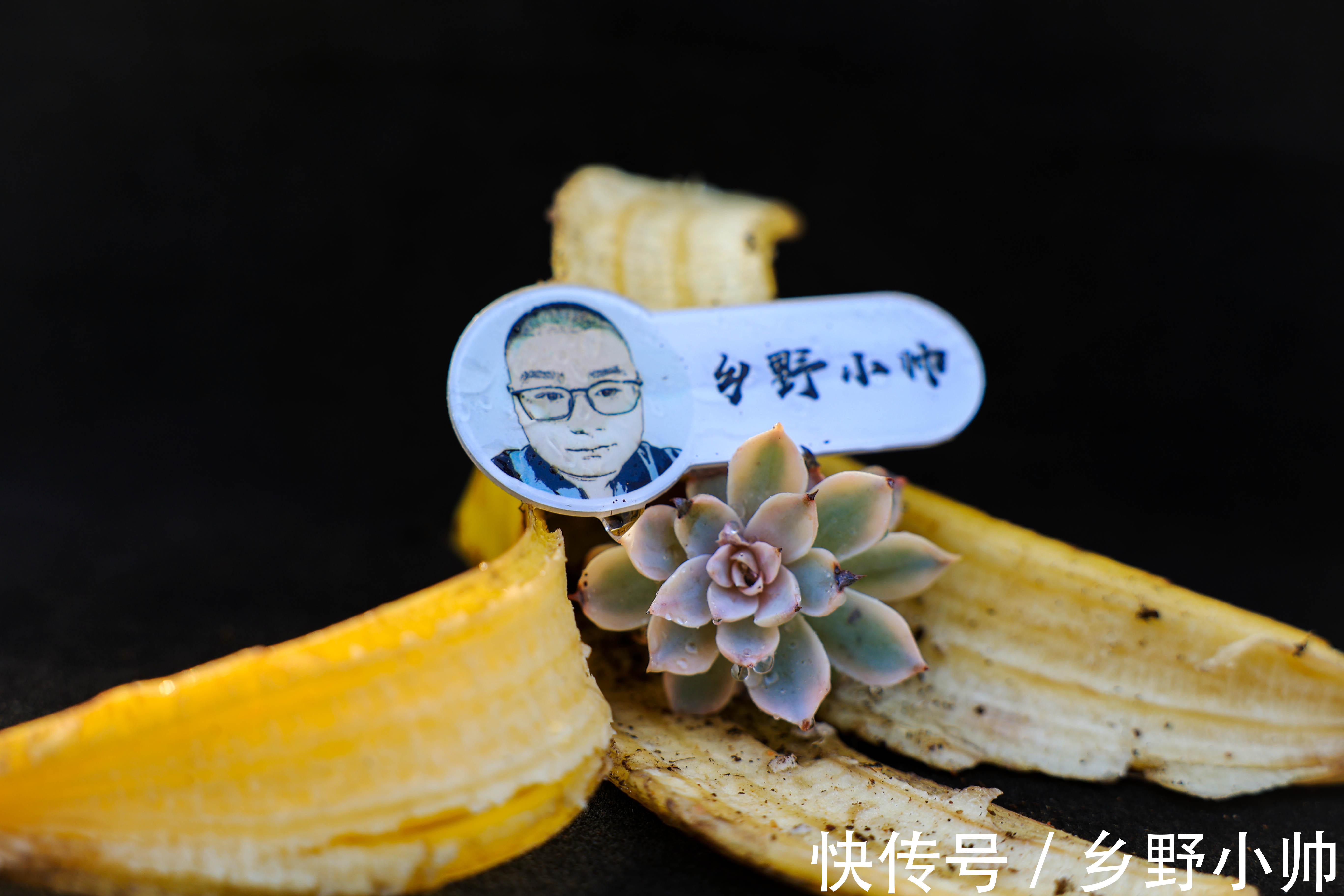 多肉长黑斑怎么办?了解原因做好预防,让多肉远离黑斑病