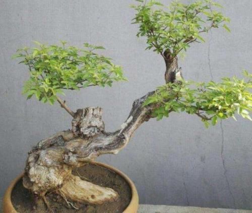 疙瘩树|山上2种“疙瘩树”,苍劲古朴、树姿优美,经常被用来做盆景