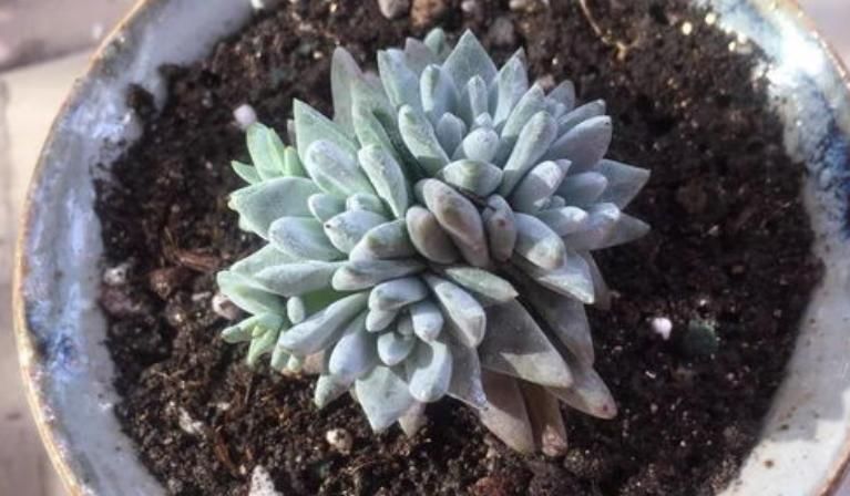 泥炭土、煤渣、火山石养花,更适用于多肉,加强盆栽土透气性