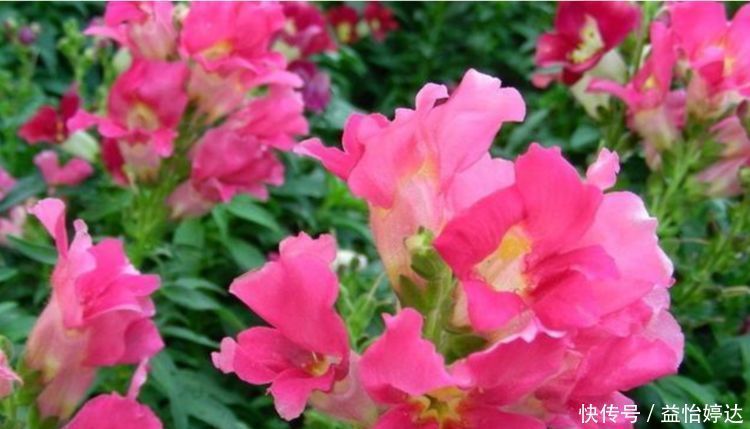 “1种花”沾土就活,比长寿花、月季都好看,尤其女生最喜欢