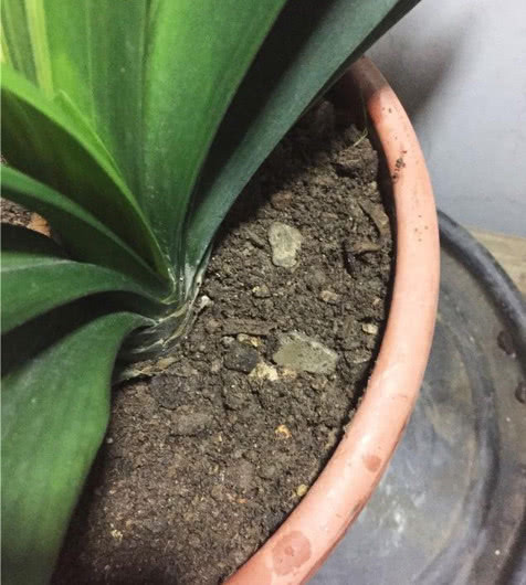 养花|想要养好君子兰，这一步不能少，做好了叶绿油亮，年年开花不断