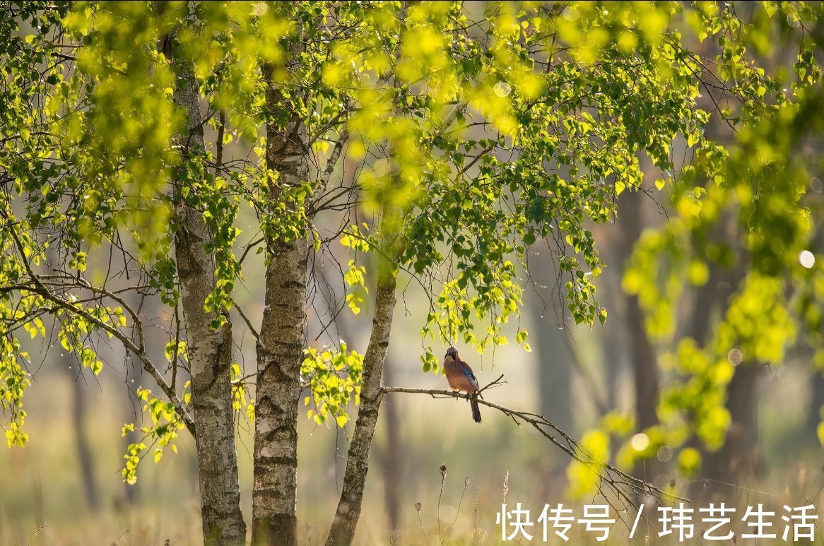 水瓶座|高悟性，城府深的星座，喜欢深藏不露，不爱刷存在感，睿智且低调