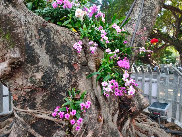 榕树|西湖榕树“开花”啦