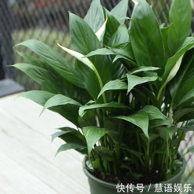 家中不适合养的花,或许你还不知道,学完教教家里人!