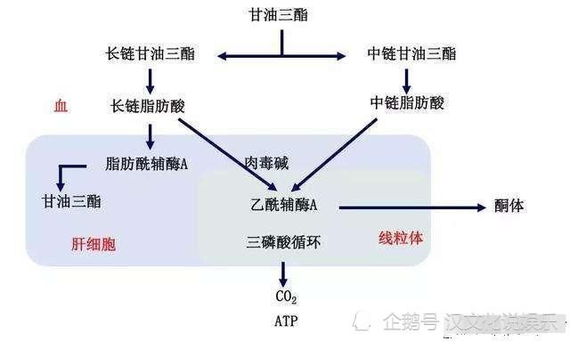  肥胖|降低甘油三酯，这几个快速方法能帮助，帮你快速改善身体