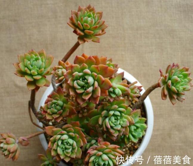 气根|新手养多肉马库斯,了解掌握4个要点,颜色水润,养成漂亮小老桩