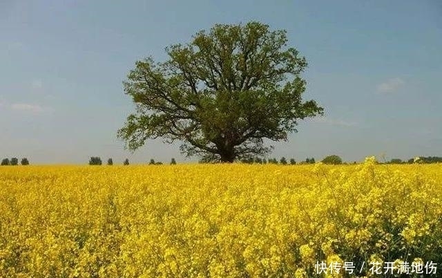 咸阳武功也有万亩油菜花 距离西安市区只有90多公里