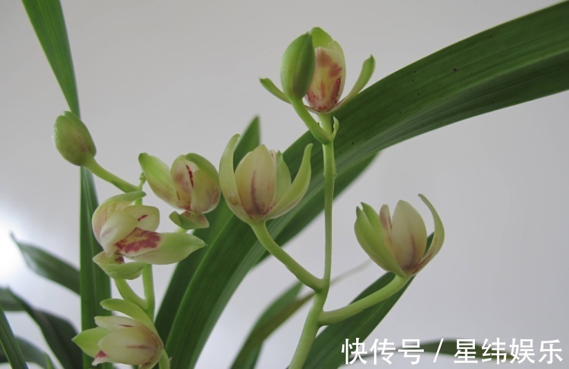 王者香|好看的兰花这样栽种后,不但可以常常开花,还能芳香满屋