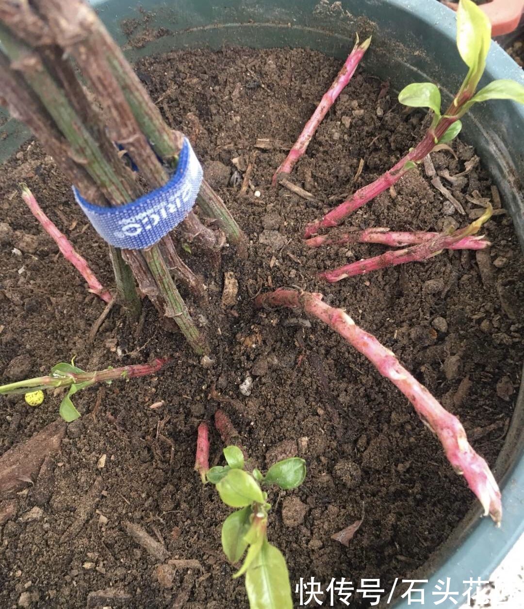 3月养蓝雪花，挖开花盆有“惊喜”，注意3点夏天开成“大花球”