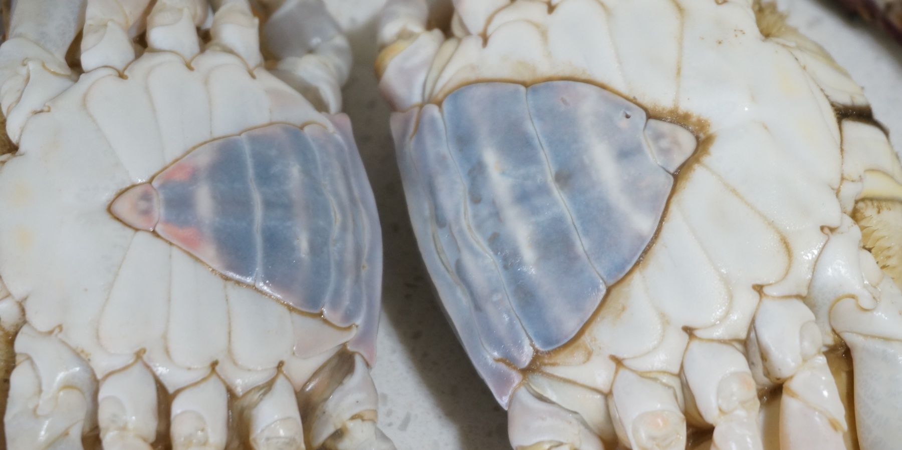 海螃蟹|爱吃梭子蟹不会挑?学会这3招,一挑一个准,个个又鲜又肥