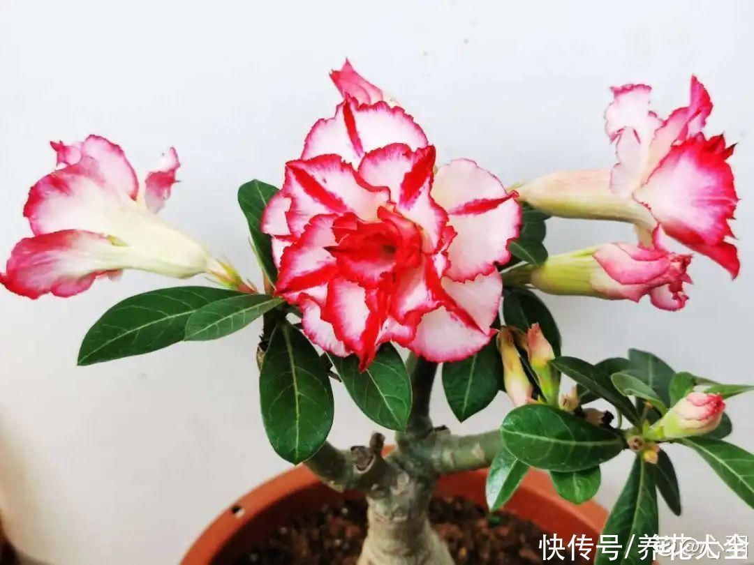 飘香藤|晒不死、热不死的花,越晒花越多,越热长越快